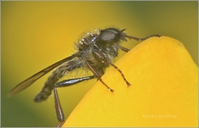 <p>MUCHNICE BŘEZNOVÁ (Bibio marci) ---- /St. Mark's fly - Märzfliege/</p>